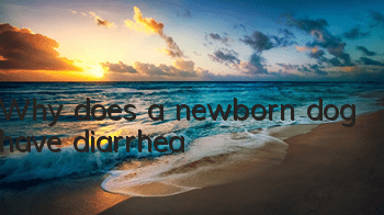 Why does a newborn dog have diarrhea?