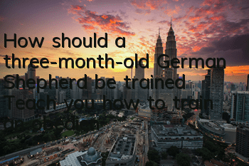 THow should a three-month-old German Shepherd be trained? Teach you how to train an obedient German Shepherd!