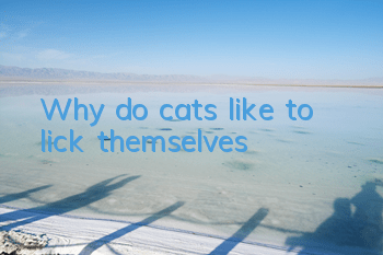 TWhy do cats like to lick themselves?
