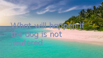 TWhat will happen if the dog is not neutered?