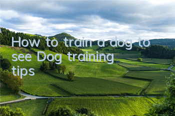 THow to train a dog to see? Dog training tips!