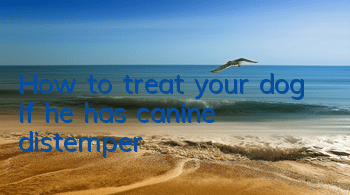 THow to treat your dog if he has canine distemper?