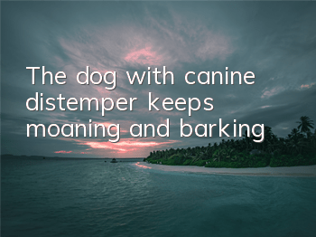 The dog with canine distemper keeps moaning and barking