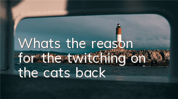 TWhat's the reason for the twitching on the cat's back?