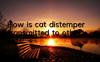 How is cat distemper transmitted to other cats?