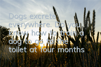 TDogs excrete everywhere. Do you know how to train a dog to go to the toilet at four months old?