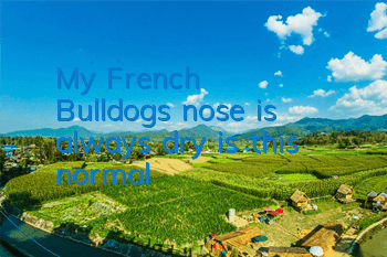 TMy French Bulldog's nose is always dry, is this normal?
