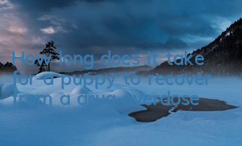 THow long does it take for a puppy to recover from a drug overdose?