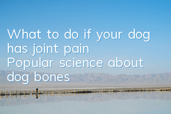 TWhat to do if your dog has joint pain? Popular science about dog bones!