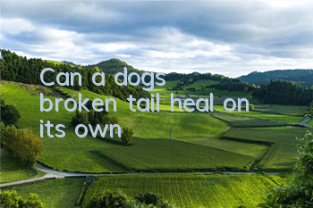 Can a dog's broken tail heal on its own?