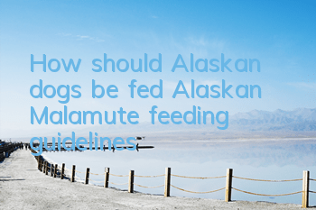 THow should Alaskan dogs be fed? Alaskan Malamute feeding guidelines!