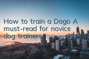 THow to train a Dogo? A must-read for novice dog trainers!