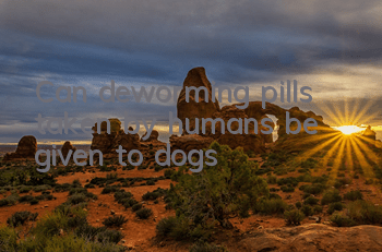 TCan deworming pills taken by humans be given to dogs?