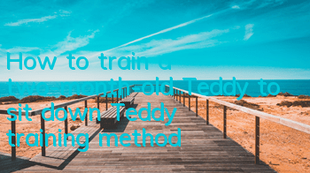 THow to train a two-month-old Teddy to sit down? Teddy training method!