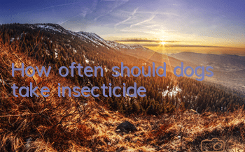 THow often should dogs take insecticide?