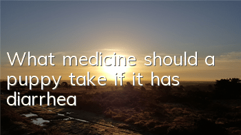 TWhat medicine should a puppy take if it has diarrhea?
