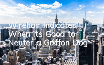 Wirehair Indicates When It’s Good to Neuter a Griffon Dog