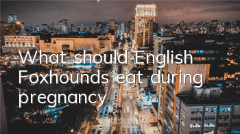 TWhat should English Foxhounds eat during pregnancy?