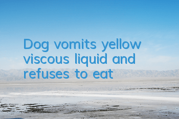 Dog vomits yellow viscous liquid and refuses to eat