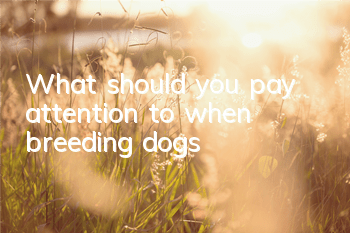 TWhat should you pay attention to when breeding dogs?