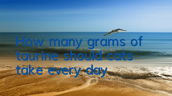 How many grams of taurine should cats take every day?