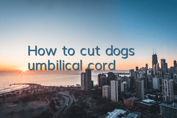 THow to cut dog’s umbilical cord