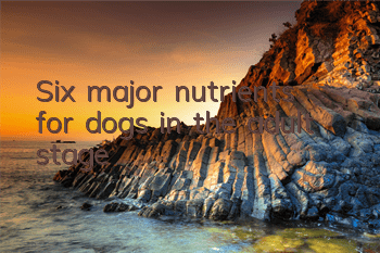 TSix major nutrients for dogs in the adult stage