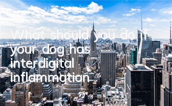 TWhat should you do if your dog has interdigital inflammation?