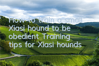 THow to train a small Xiasi hound to be obedient? Training tips for Xiasi hounds!