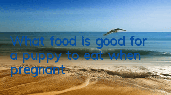 TWhat food is good for a puppy to eat when pregnant?