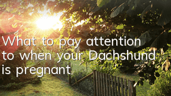 TWhat to pay attention to when your Dachshund is pregnant