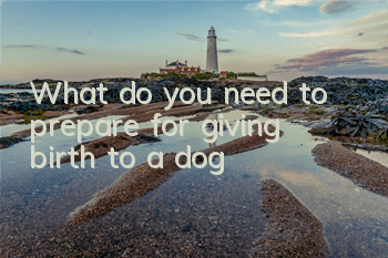 What do you need to prepare for giving birth to a dog?