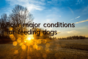 TFour major conditions for feeding dogs