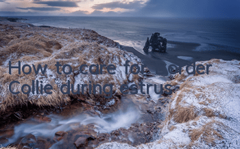 THow to care for Border Collie during estrus
