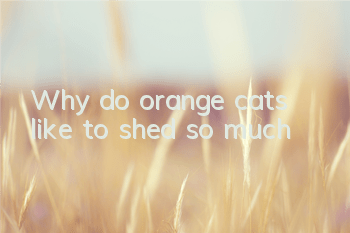 TWhy do orange cats like to shed so much?