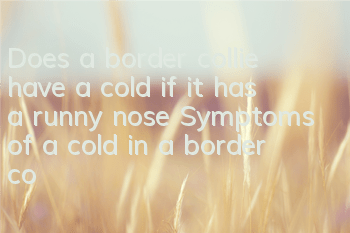 TDoes a border collie have a cold if it has a runny nose? Symptoms of a cold in a border collie!