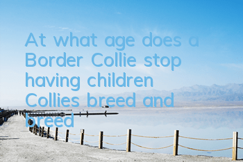 TAt what age does a Border Collie stop having children? Collies breed and breed!
