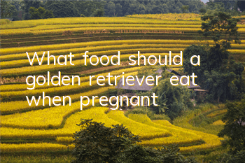 What food should a golden retriever eat when pregnant?