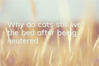 TWhy do cats still wet the bed after being neutered?