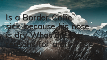TIs a Border Collie sick because his nose is dry? What are the reasons for a dry nose in Border Collies?