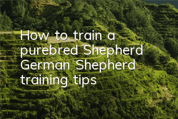 THow to train a purebred Shepherd? German Shepherd training tips!