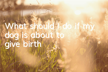 TWhat should I do if my dog ​​is about to give birth?