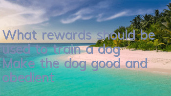 What rewards should be used to train a dog? Make the dog good and obedient!