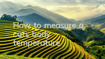 THow to measure a cat’s body temperature