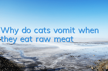 Why do cats vomit when they eat raw meat?