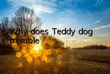 TWhy does Teddy dog ​​tremble?