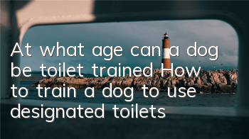 TAt what age can a dog be toilet trained? How to train a dog to use designated toilets!