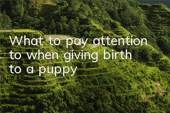 What to pay attention to when giving birth to a puppy
