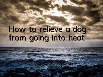 How to relieve a dog from going into heat