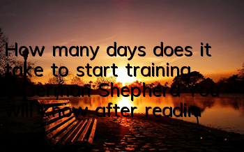 THow many days does it take to start training a German Shepherd? You will know after reading this!